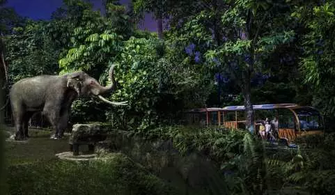 Night Safari Ticket with Tram Ride at Mandai Wildlife Reserve | Singapore