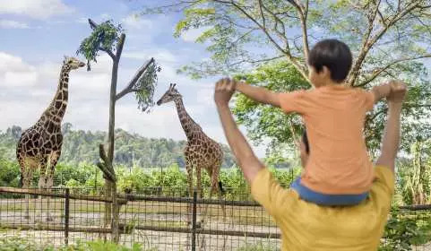 Singapore Zoo Ticket with Tram Ride | Mandai Wildlife Reserve